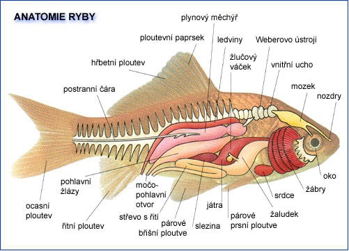 Biologie ryb