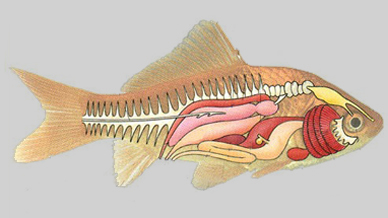 Biologie ryb